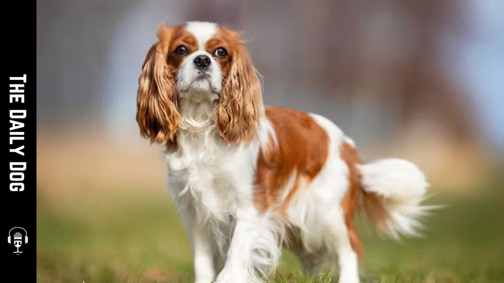The Cavalier King Charles Spaniel: A Timeless Companion Worth Cherishing