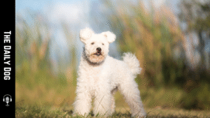 Pumi: The Spirited Hungarian Herding Dog with Unmatched Versatility