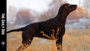 Curly-Coated Retriever: A Distinguished, Athletic Companion for All Seasons