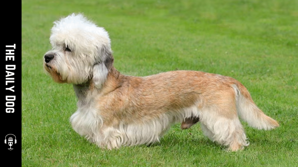 The Dandie Dinmont Terrier: A Gentle, Courageous Companion with Distinctive Charm