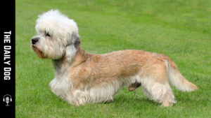 The Dandie Dinmont Terrier: A Gentle, Courageous Companion with Distinctive Charm