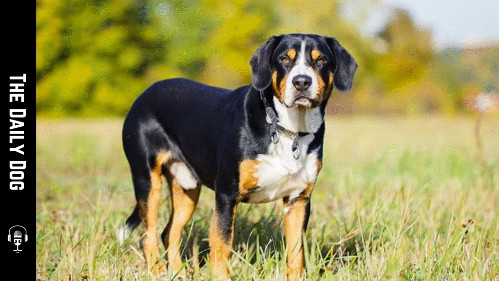 Entlebucher Mountain Dog