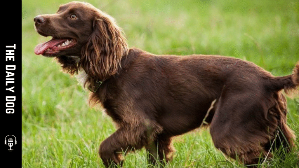 Field Spaniel