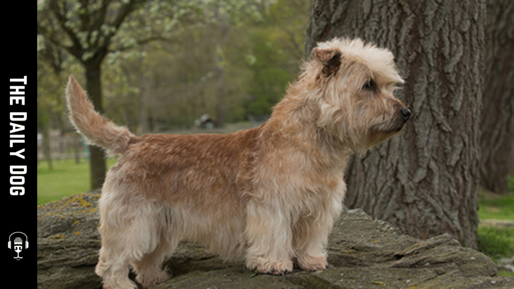 Glen of Imaal Terrier: A Loyal, Low-Profile Companion with Big-Hearted Courage
