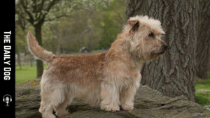 Glen of Imaal Terrier: A Loyal, Low-Profile Companion with Big-Hearted Courage