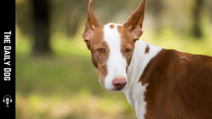 Ibizan Hound