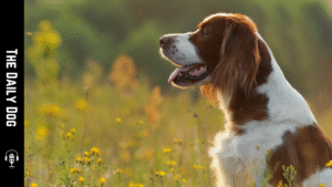 Irish Red and White Setter: A Graceful Companion with Enduring Spirit