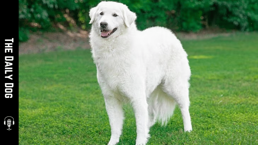 Kuvasz: The Noble Croatian Guard Dog That Combines Loyalty and Longevity