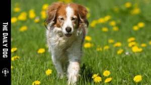 The Nederlandse Kooikerhondje: A Charming Dutch Heritage Dog with Enduring Appeal