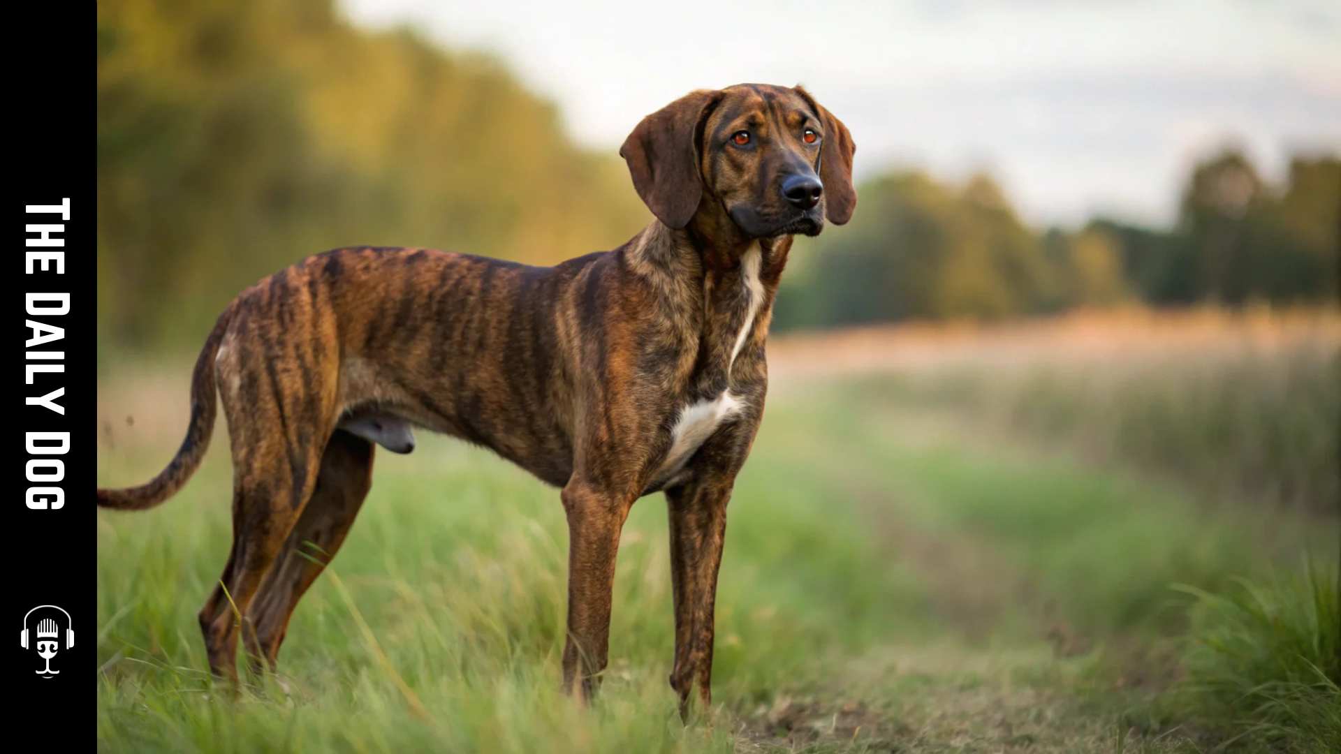 Plott Hound: A Loyal, Energetic Companion with a Rich Southern Legacy ...
