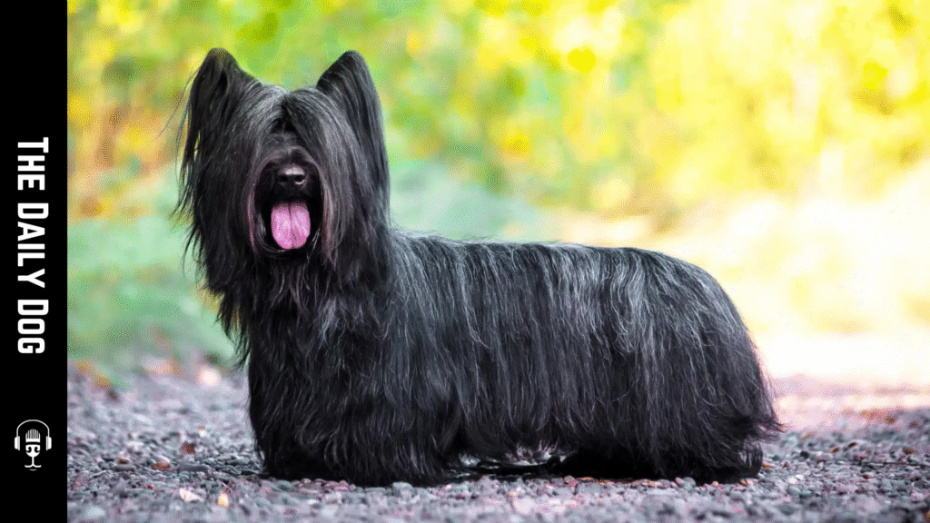 The Skye Terrier: A Charming, Loyal Friend with a Storied Heritage