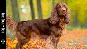 The Sussex Spaniel: A Gentle, Golden-Tracked Companion with Loyal Temperament