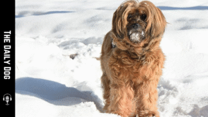 The Tibetan Kyi Apso: A Noble Companion with Ancient Roots and Modern Appea