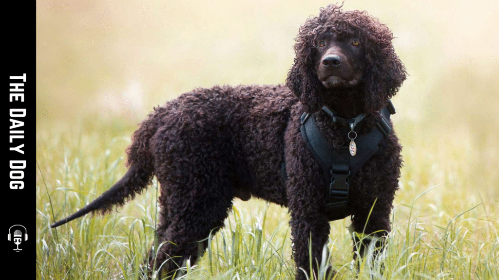 The Irish Water Spaniel: A Legend of Intelligence, Endurance, and Water-Loving Joy