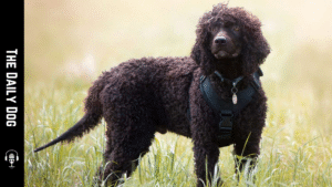 The Irish Water Spaniel: A Legend of Intelligence, Endurance, and Water-Loving Joy