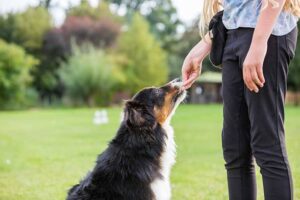 The Benefits of Positive Reinforcement Training for Dogs