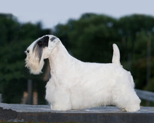 The Sealyham Terrier: A Charming, Loyal Companion with Distinctive Flair