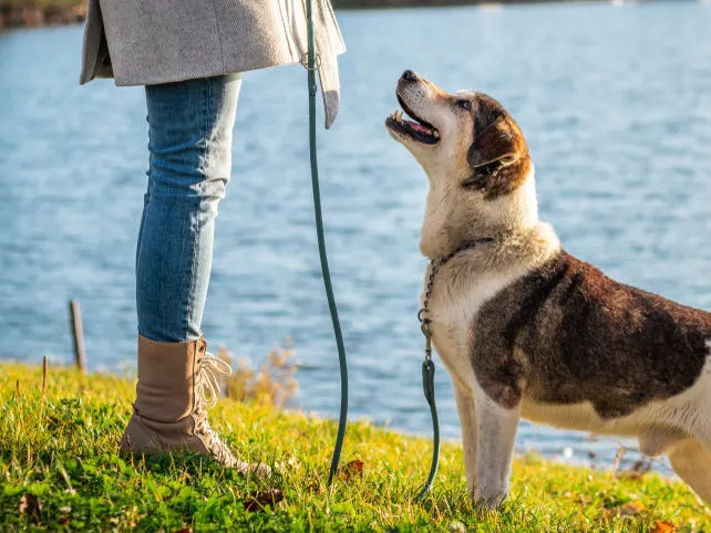 Training Tips for Adopted Dogs: Building Trust and Confidence