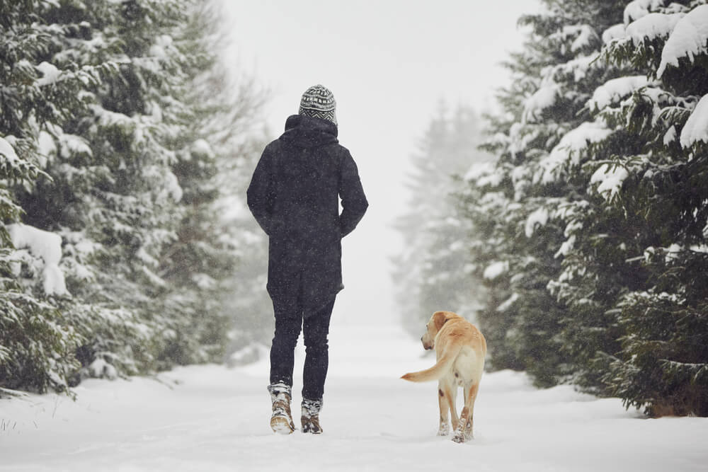 Balancing Busy Schedules with Dog Training: Strategies for Busy Professionals and Active Families