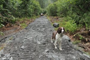 Best Dog-Friendly Trails in Alaska: Explore with Your Canine Companion