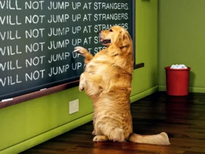 Stop Blaming the Breed, Start Fixing the Behavior