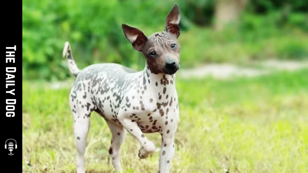 The American Hairless Terrier: A Bold, Friendly Companion with Distinctive Charm