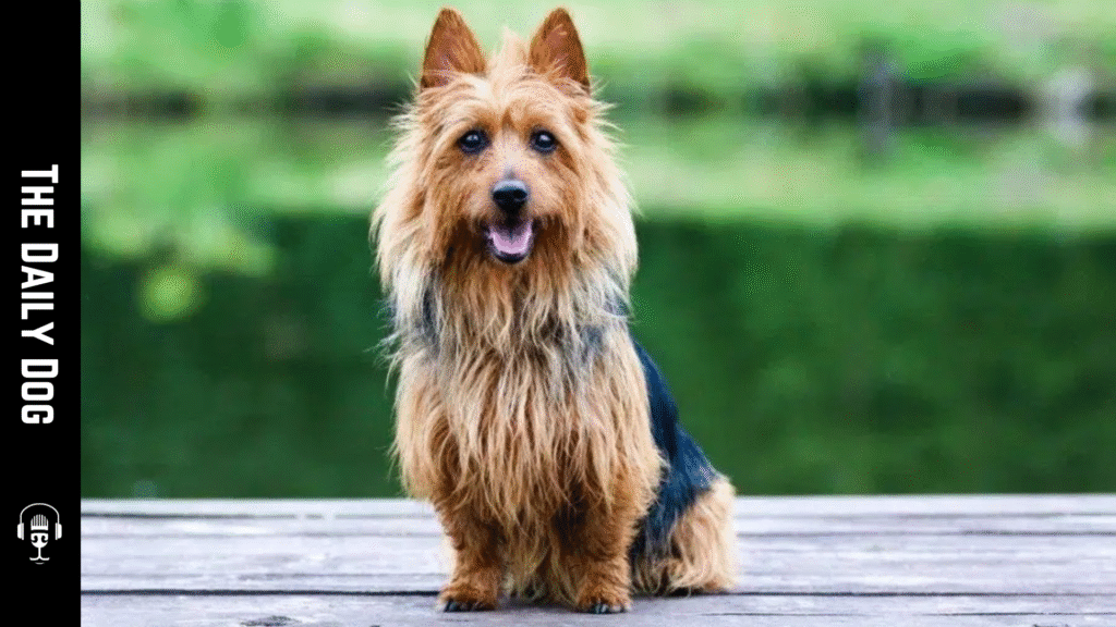 Australian Terrier: A Bright, Spirited Companion for Active Homes
