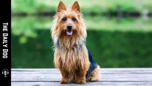 Australian Terrier: A Bright, Spirited Companion for Active Homes