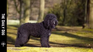 Barbet: The French Water Spaniel with Gentle Temperament and Versatile Abilities
