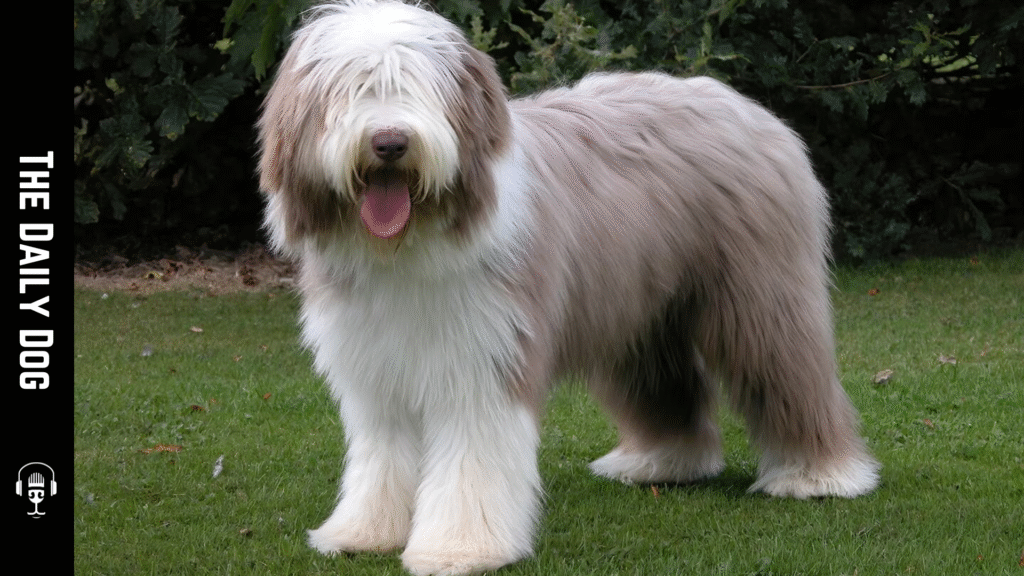 Bearded Collie: A Loyal, Lively Companion Shaped by Scottish Heritage
