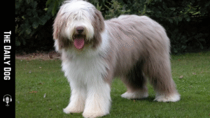 Bearded Collie: A Loyal, Lively Companion Shaped by Scottish Heritage