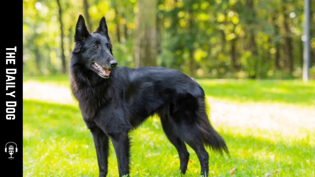 The Belgian Sheepdog: A Loyal, Intelligent Partner for Active Families