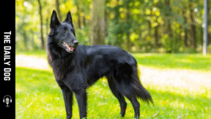 The Belgian Sheepdog: A Loyal, Intelligent Partner for Active Families
