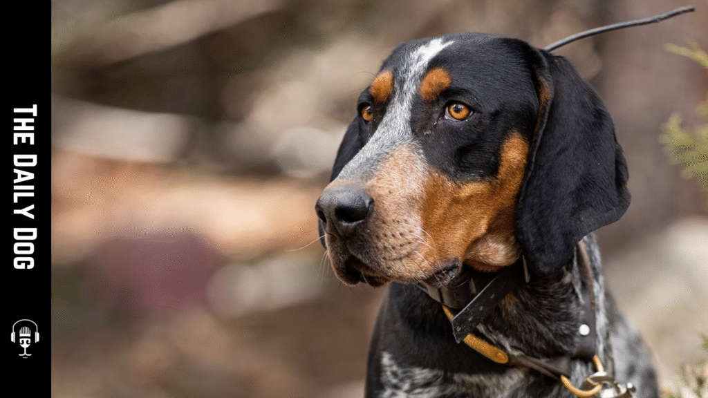 Bluetick Coonhound: A Loyal, Brave, and Energetic Companion for Active Homes