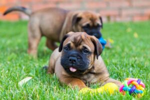 The Importance of Socialization for Puppies: How to Do It Right