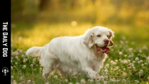 Clumber Spaniel: A Gentle Giant with Timeless Appeal