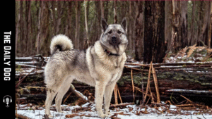 The Noble Norwegian Elkhound: A Loyal, Versatile Companion for Modern Families