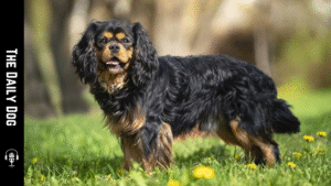 English Toy Spaniel: A Gentle, Loyal Companion with Timeless Charm