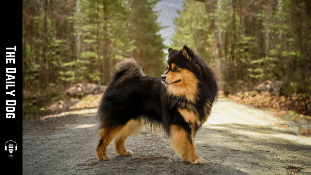 Finnish Lapphund: A Loyal, Energetic Companion with Rich Herding Heritage