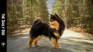 Finnish Lapphund: A Loyal, Energetic Companion with Rich Herding Heritage