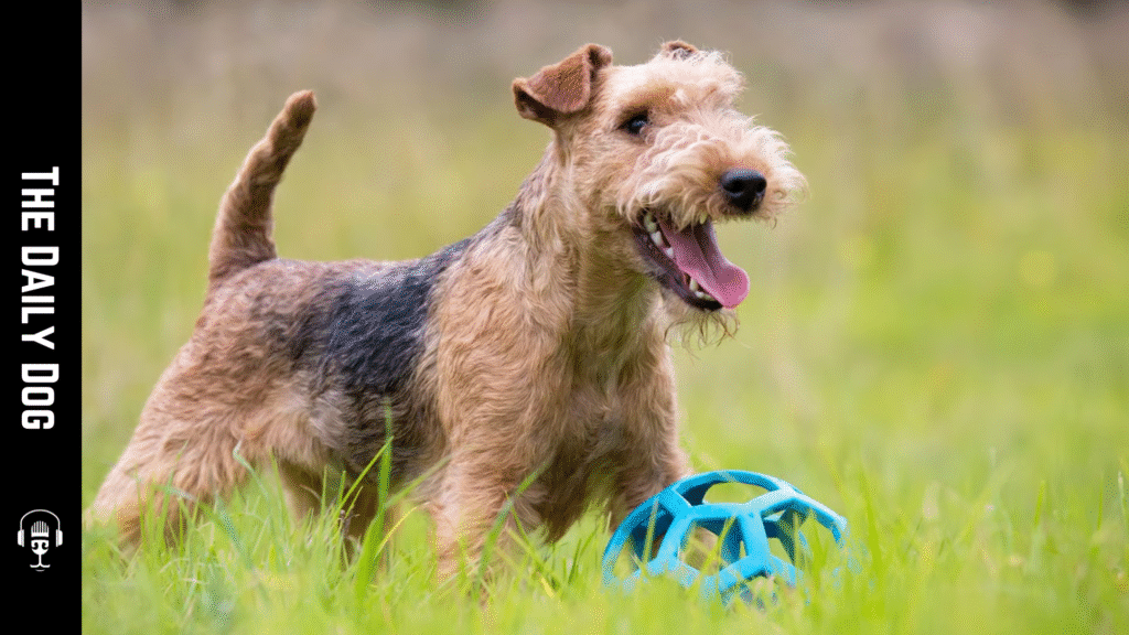 Lakeland Terrier: A Spirited Companion with Timeless Charm