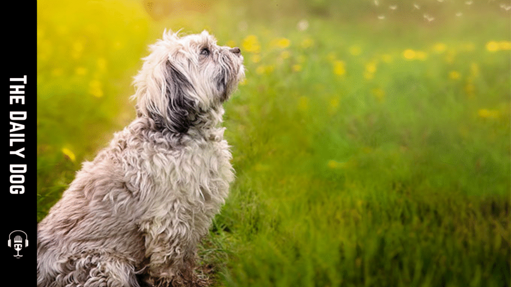 Löwchen: A Charming, Elegant Companion with a Rich Heritage