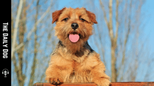 The Norfolk Terrier: A Bold, Happily Spirited Companion