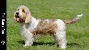 Petit Basset Griffon Vendéen