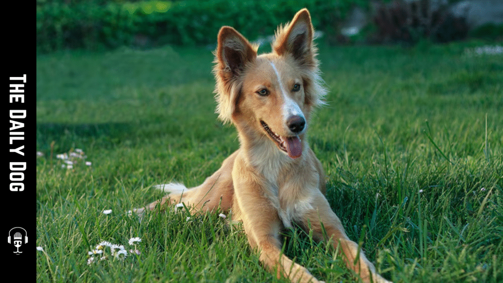 The Portuguese Podengo Pequeno: A Spirited Companion for Active Homes