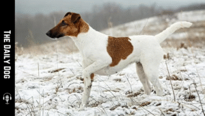 The Smooth Fox Terrier: A Bold, Energetic Companion for Active Homes