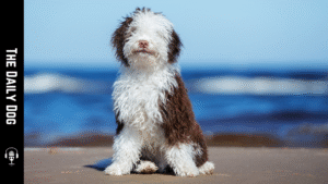 The Spanish Water Dog: A Versatile, Loyal Companion for Active Families