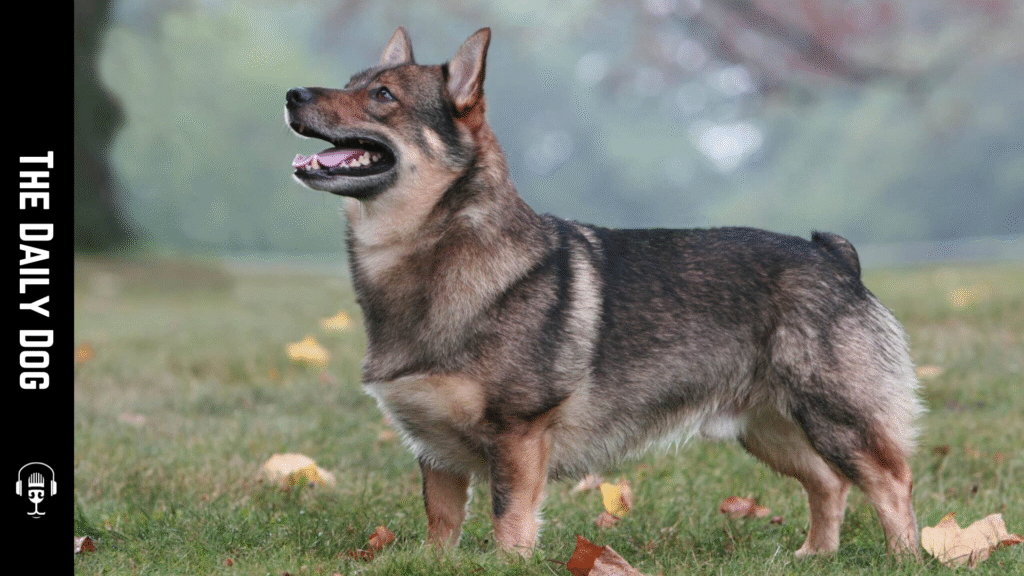 Swedish Vallhund: A Bold, Agile Companion with Rich Heritage