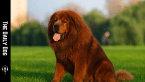 Tibetan Mastiff: A Noble Guardian with Timeless Dignity