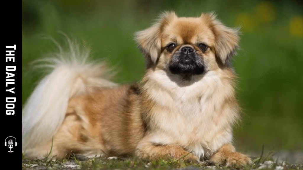 The Tibetan Spaniel: A Small, Spirited Companion with Big Personality